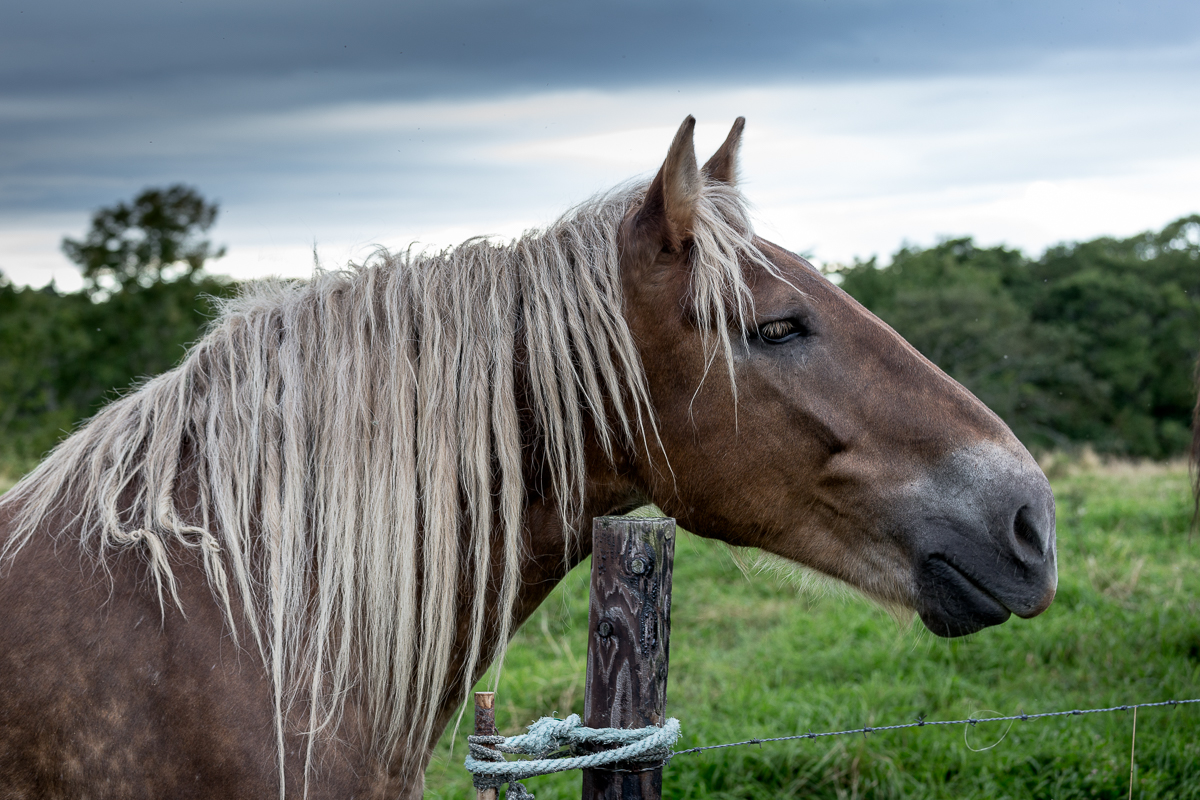 北海道初田牛の放牧場で出逢った馬の横顔 Profile of a horse encountered at a pasture in Hatsutaushi, Hokkaido